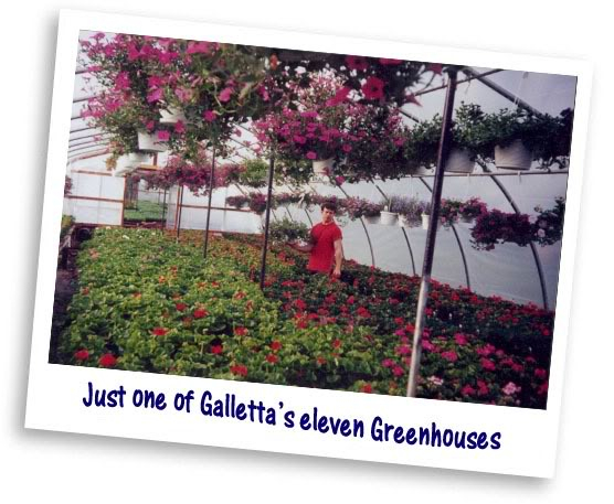 One of Galletta's dozen greenhouses!